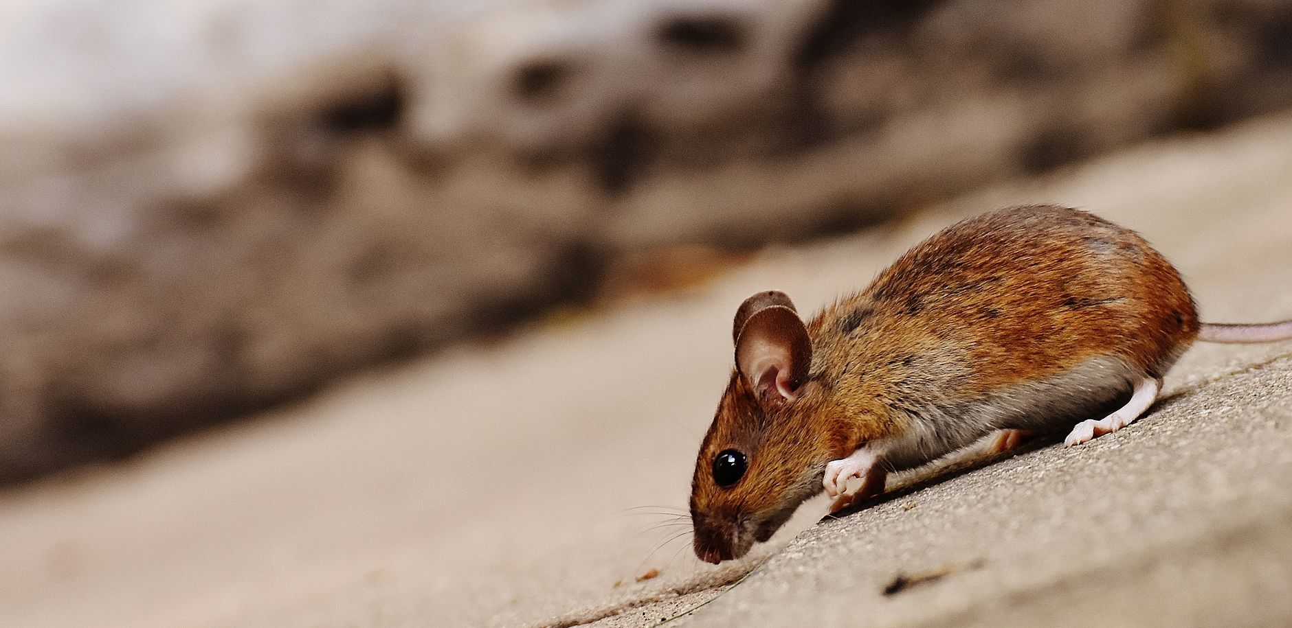 Lutte Contre Les Nuisibles équipe à Les Abymes